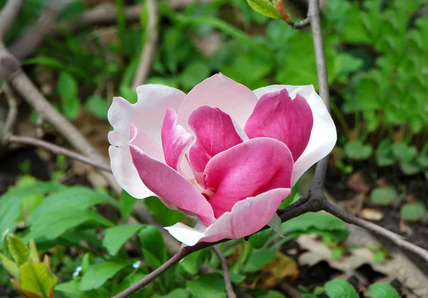 Flor de magnólia rosa — Fotografia de Stock