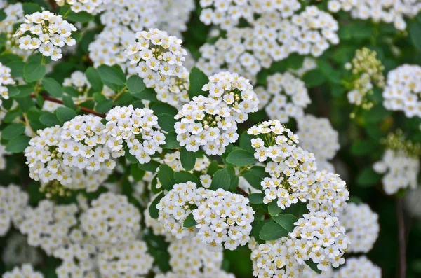 Espiraea — Foto de Stock