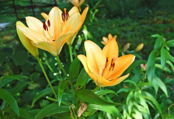 Yellow lily — Stock Photo, Image