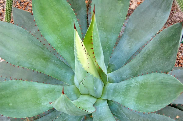 Succulent plant agave — Stock Photo, Image