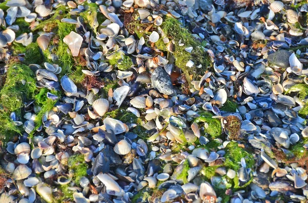 Shell and pebble stone background — Stock Photo, Image