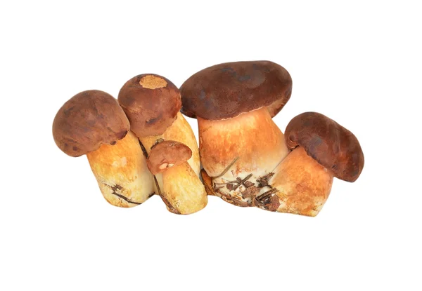 Boletus 새싹 버섯 — 스톡 사진