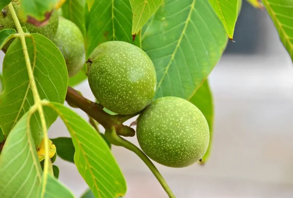 Walnut tree (juglans regia) met fruit — Stockfoto