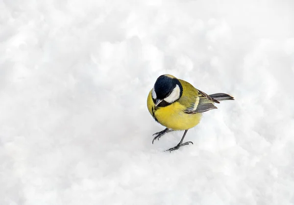 Titmouse on snow — Stock Photo, Image