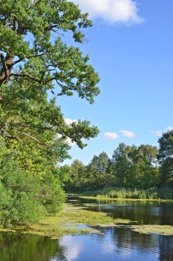 Göl üzerinde meşe ağacı