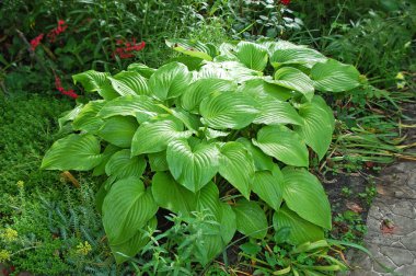 Hosta Guacomole