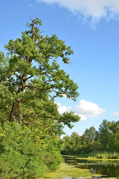 Oak tree over lake — Stock Photo, Image