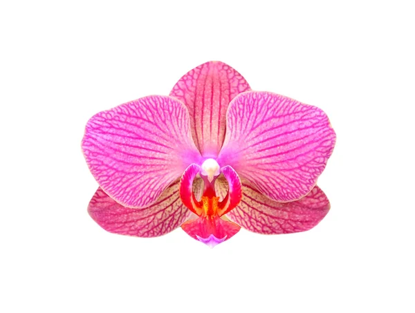 Pink orchid flower — Stock Photo, Image