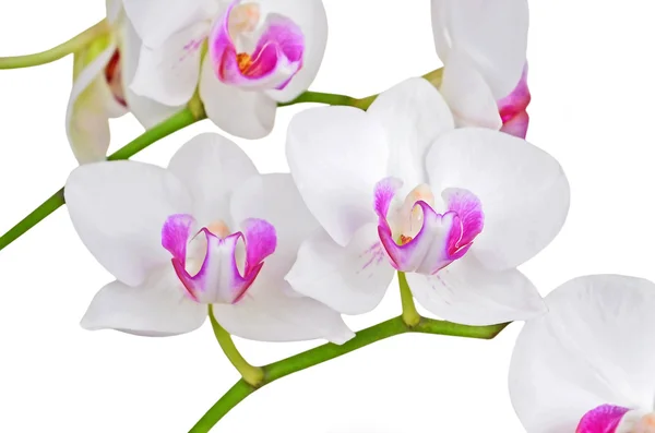 Flor de orquídea blanca — Foto de Stock