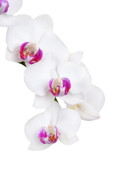 White orchid flower — Stock Photo, Image