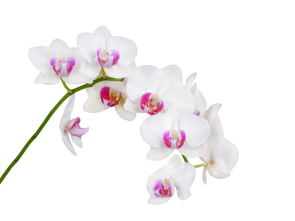 白い蘭の花 — ストック写真