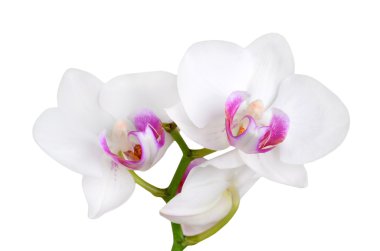 Beyaz Orkide çiçek