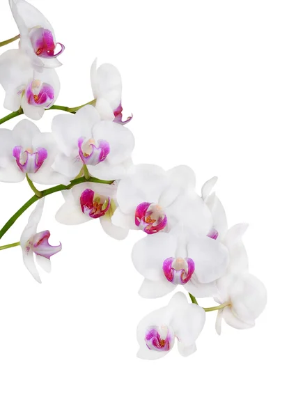 Beyaz Orkide çiçek — Stok fotoğraf