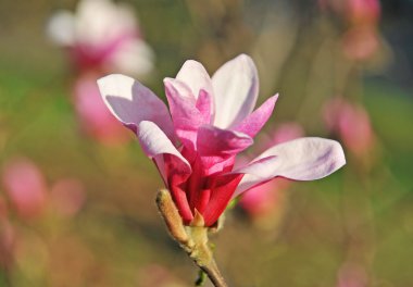 pembe Manolya çiçeği