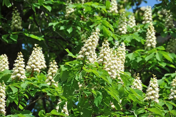 Tavasszal virágzó gesztenye (Castanea sativa) virág — Stock Fotó