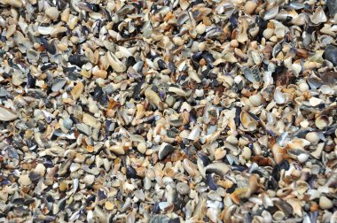 kabuk ve çakıl taş arka plan