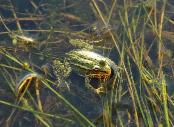 Frog in the pond — Stock Photo, Image