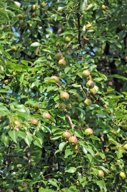 Kırmızı armut dalın üzerinde
