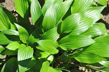 Hosta Guacomole