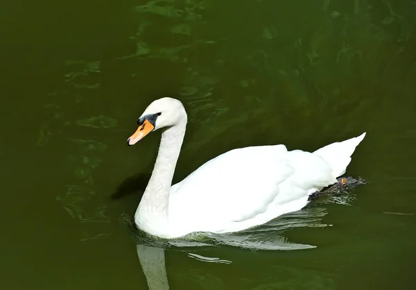 Bílá labuť na jezeře — Stock fotografie