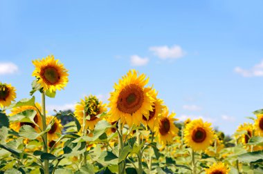 Ayçiçeği (gündöndü)