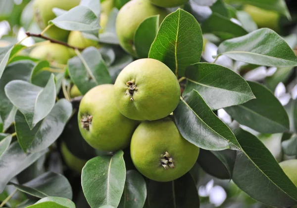 Green pear on the branch — Stock Photo, Image