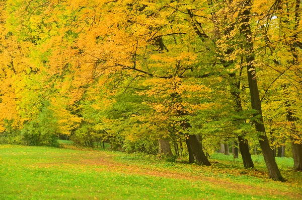 Hermoso árbol en el parque de otoño — Foto de Stock