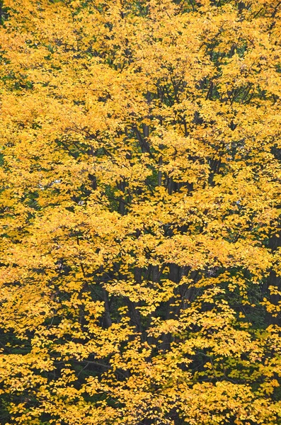 Árbol del parque de otoño —  Fotos de Stock