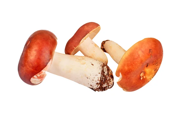 Boletus edulis mushroom — Stock Photo, Image