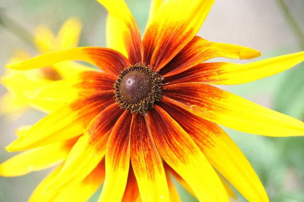 Flor amarilla de Rudbeckia — Foto de Stock