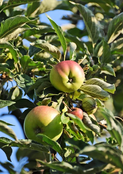 枝に緑のりんご — ストック写真