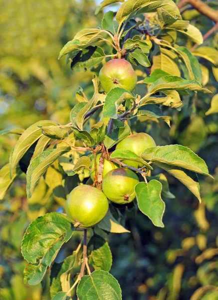 Groene appel op de tak — Stockfoto