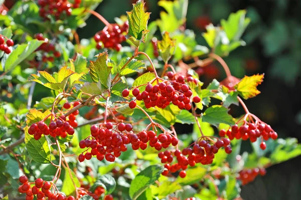 Some ripe viburnum on branch, DOF — Zdjęcie stockowe