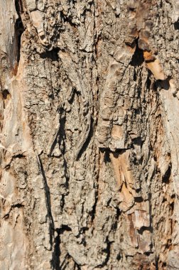 Ağaç kabuğu dokusu