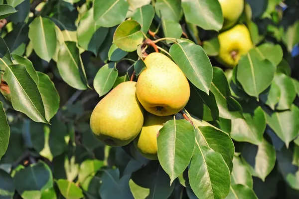 Green pear on the branch — Stock Photo, Image