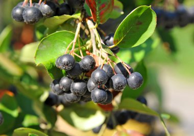 Siyah ashberry (Aronia melanocarpa)