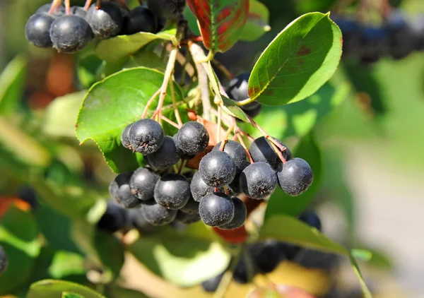 Czarny ashberry (Aronia melanocarpa) — Zdjęcie stockowe