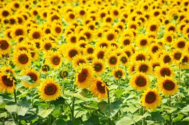 Ayçiçeği (gündöndü) alanı