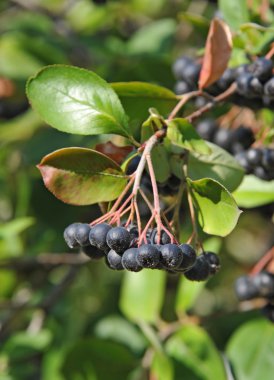 Siyah ashberry (Aronia melanocarpa)