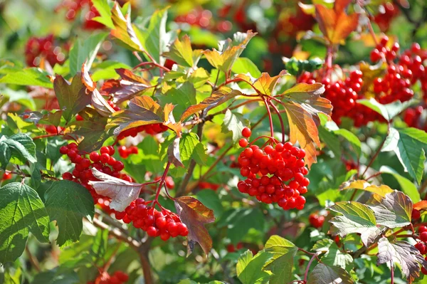 Some ripe viburnum on branch, DOF — Zdjęcie stockowe