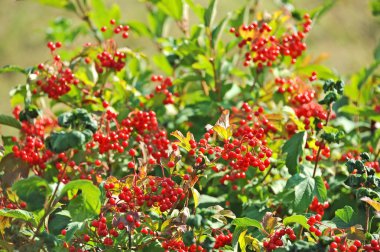 dalı, dof üzerinde olgunlaşmış bir kartopu