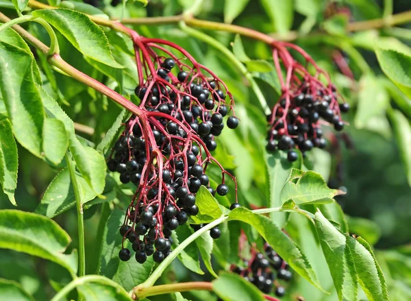 분기에 일부 익은 elderberry — 스톡 사진