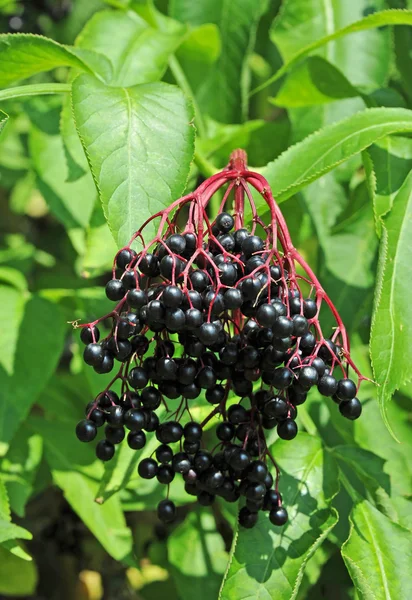 Beberapa elderberry matang pada cabang — Stok Foto