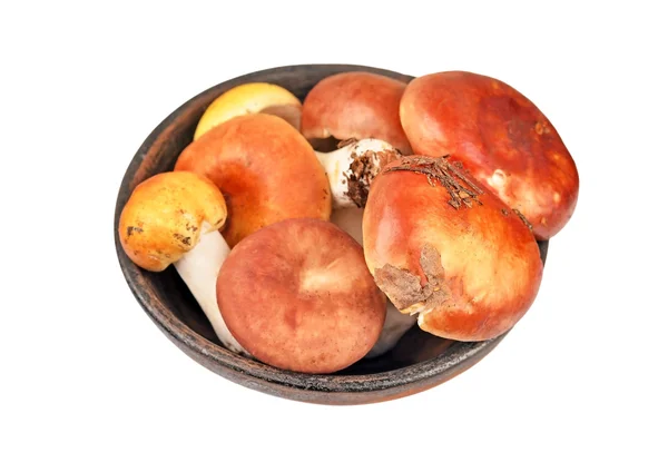 Boletus edulis cogumelo em tigela de barro vintage — Fotografia de Stock