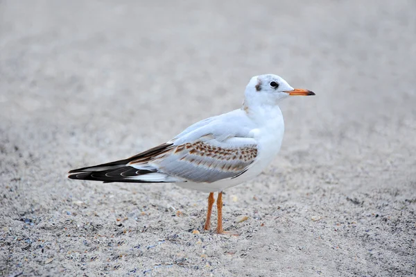 Seagull op oever — Stockfoto