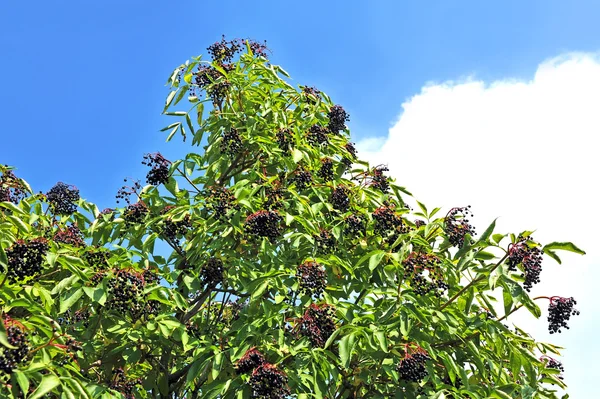 Ripe elderberry on branch — Stock Photo, Image