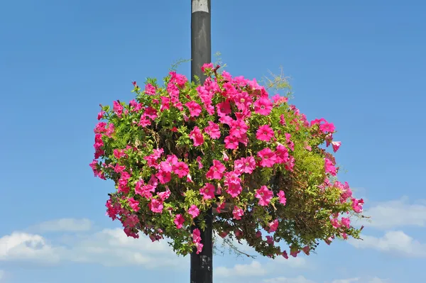 Luz de rua com canteiro de flores petúnia — Fotografia de Stock