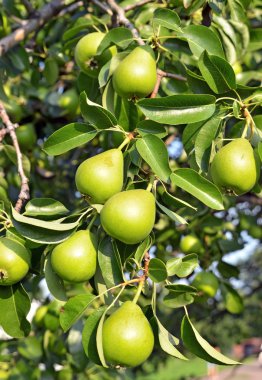 yeşil armut dalın üzerinde