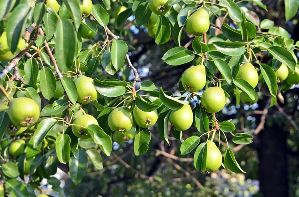 Green pear on the branch — Stock Photo, Image