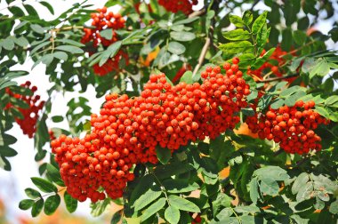 Üvez meyveleri, üvez (sorbus)